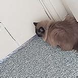 Amazon.ca:Customer reviews: Powerhouse Products Catscram .